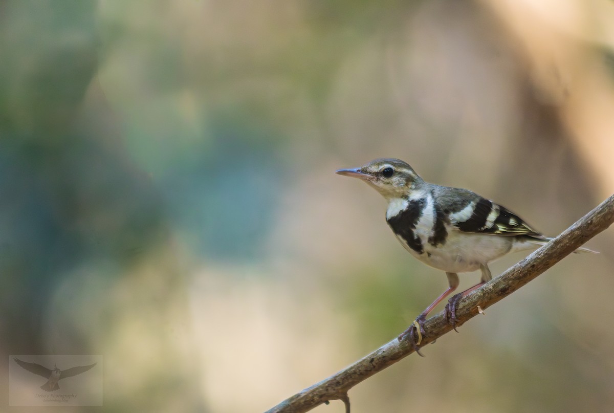 Orman Kuyruksallayanı - ML644459134