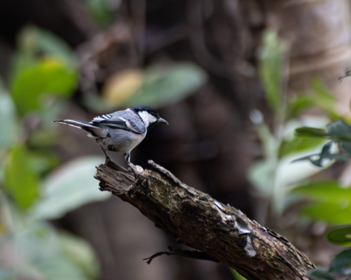 Akça Büyük Baştankara - ML644459135