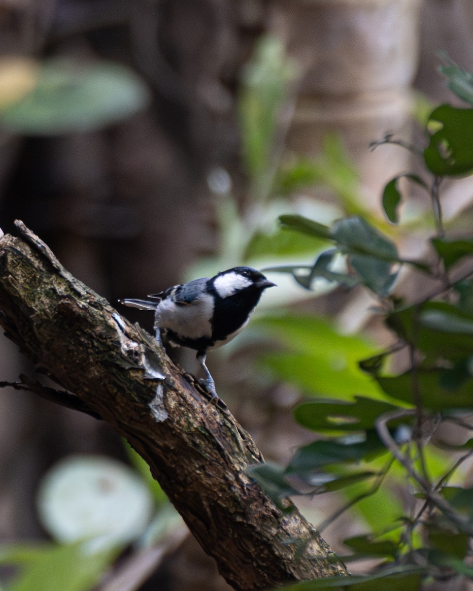 Akça Büyük Baştankara - ML644459136