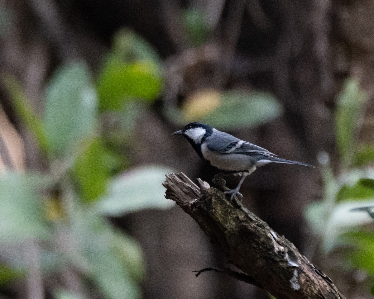 Akça Büyük Baştankara - ML644459137