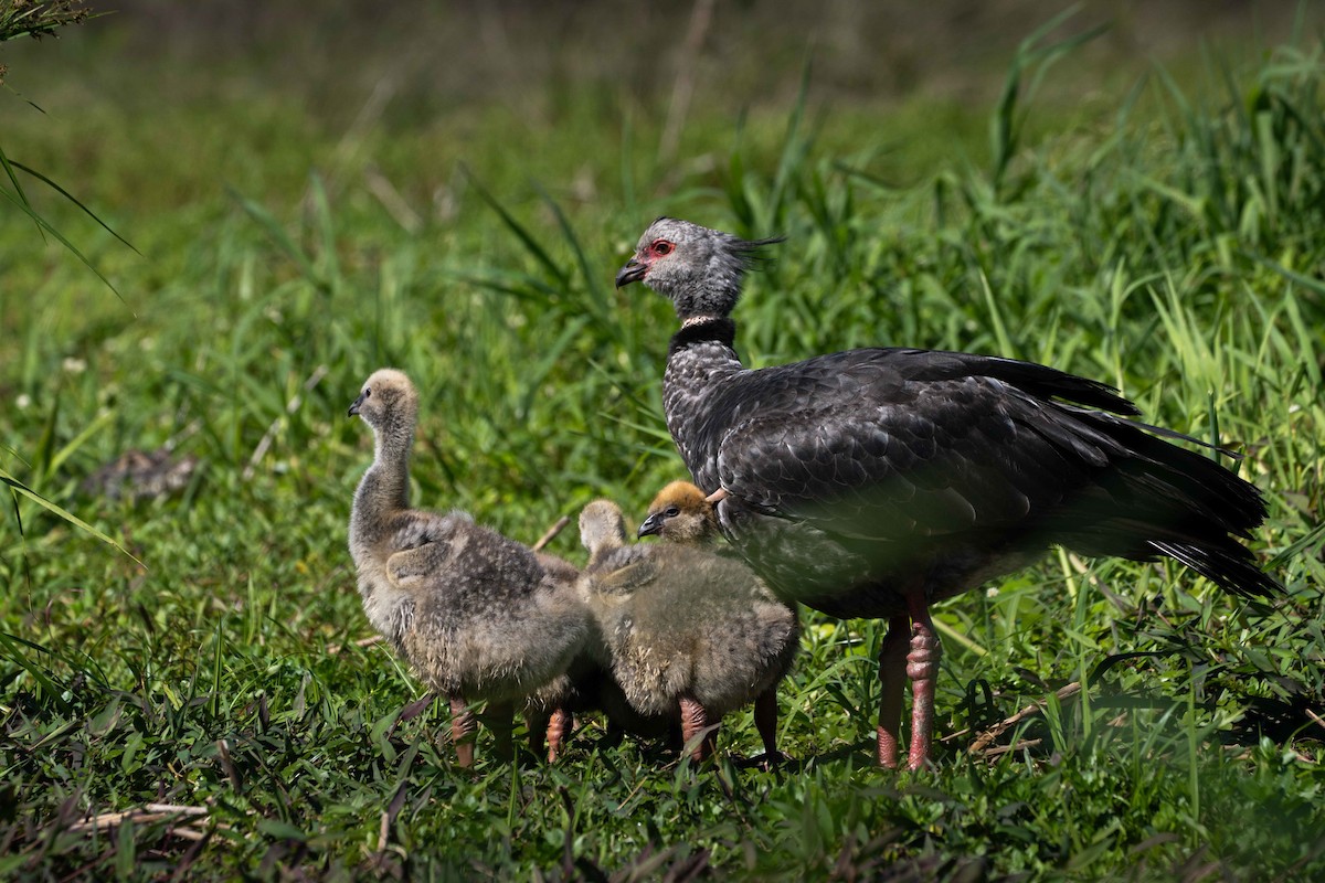 Kolyeli Figankazı - ML644459138