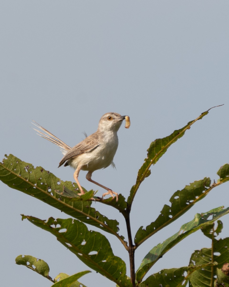 Akça Prinya - ML644459139