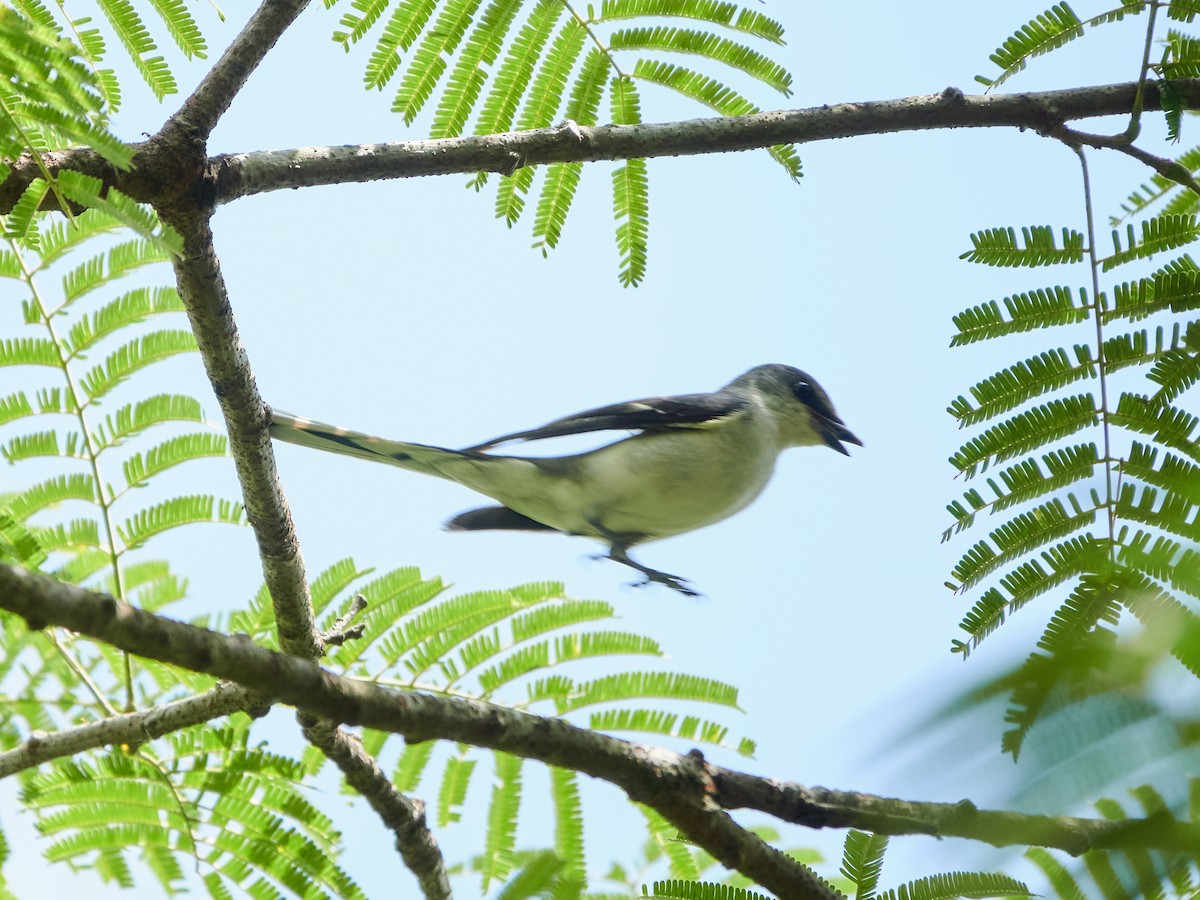 Kül Rengi Minivet - ML644459140