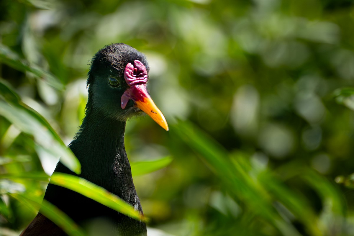 Kırmızı Alınlı Jakana - ML644459141