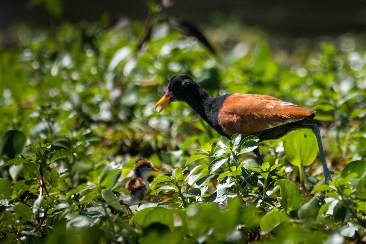 Kırmızı Alınlı Jakana - ML644459142