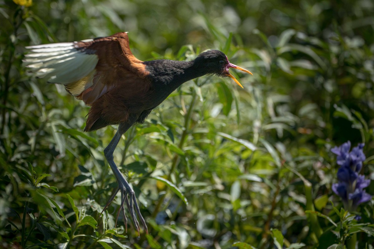 Kırmızı Alınlı Jakana - ML644459143