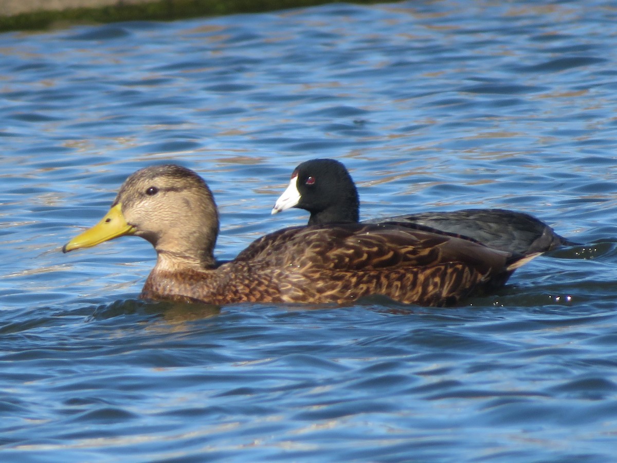 Meksika Ördeği - ML644459144