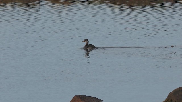 Somormujo Cuellirrojo - ML644459145