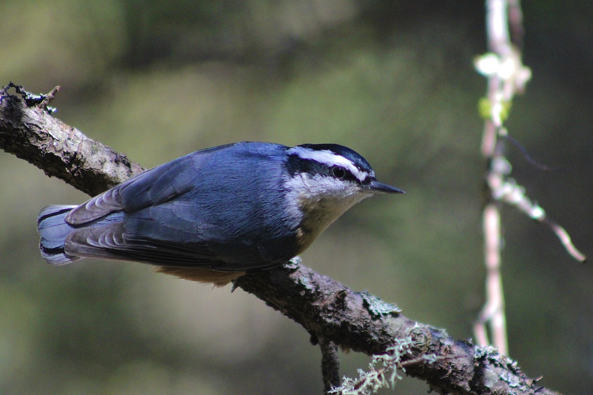 Kanada Sıvacısı - ML644459146