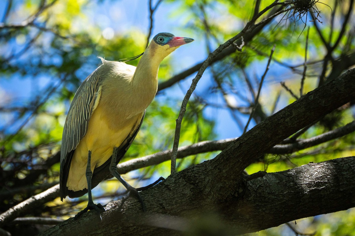 Islıkçı Balıkçıl - ML644459147