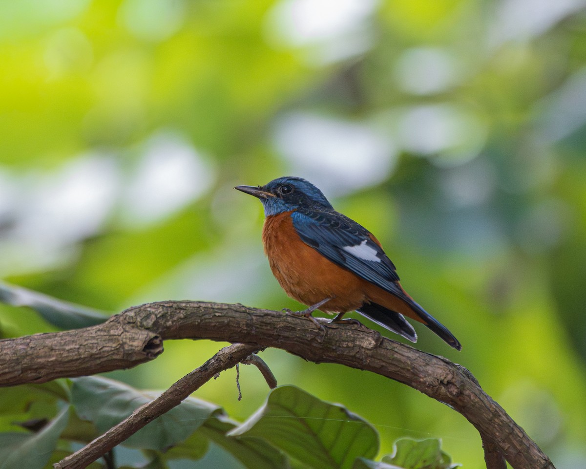 Maskeli Taşkızılı - ML644459148