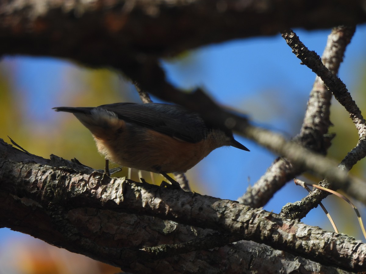 Kanada Sıvacısı - ML644459150
