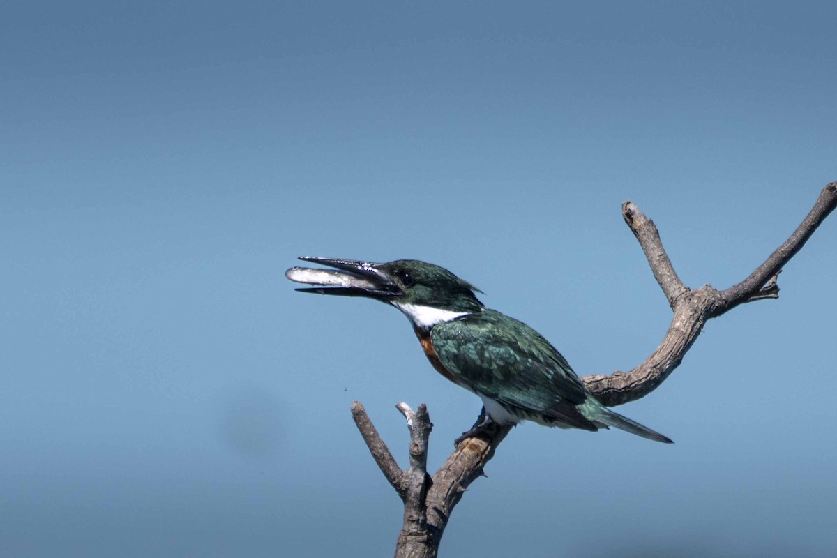 Amazon Yeşil Yalıçapkını - ML644459151