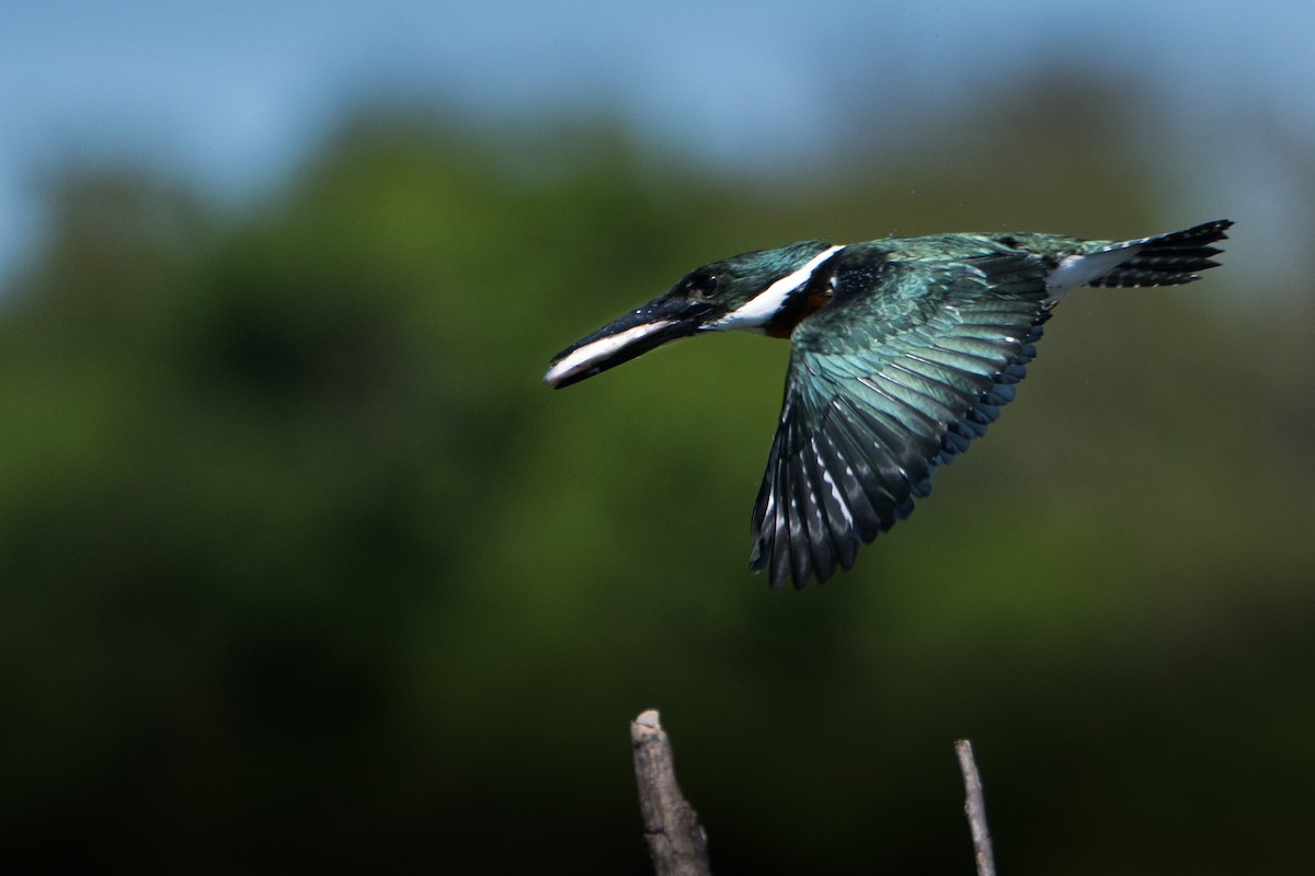 Amazon Kingfisher - ML644459152