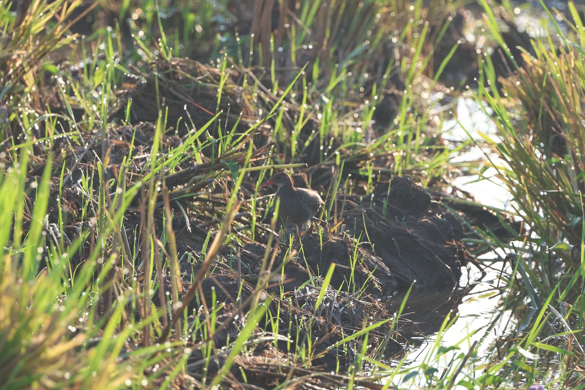 Slaty-breasted Rail - ML644459158