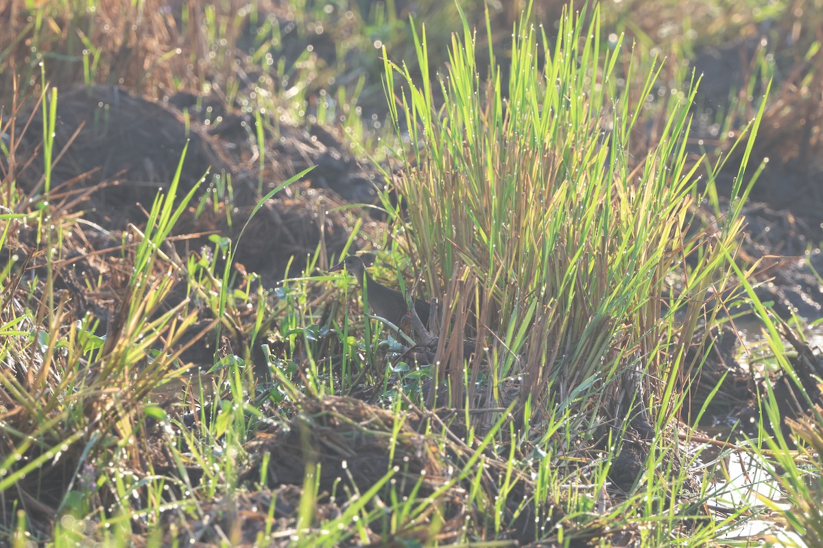 Slaty-breasted Rail - ML644459159