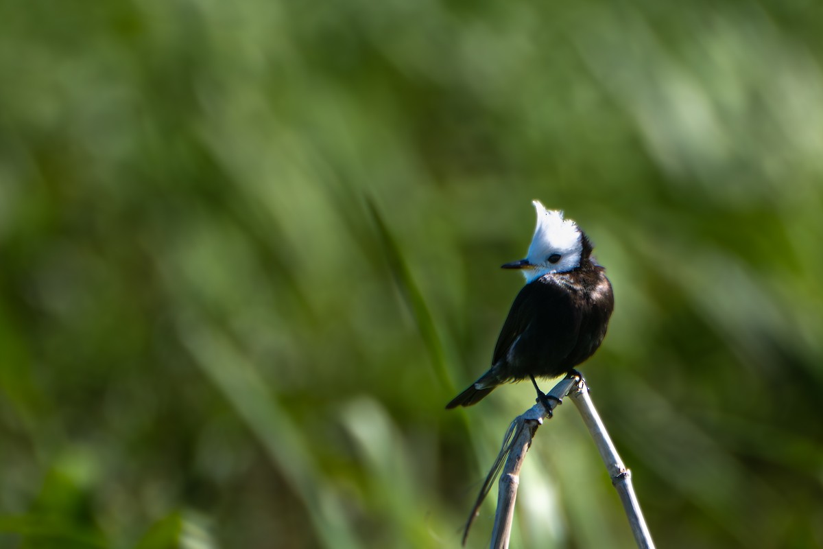 シロガシラタイランチョウ - ML644459163