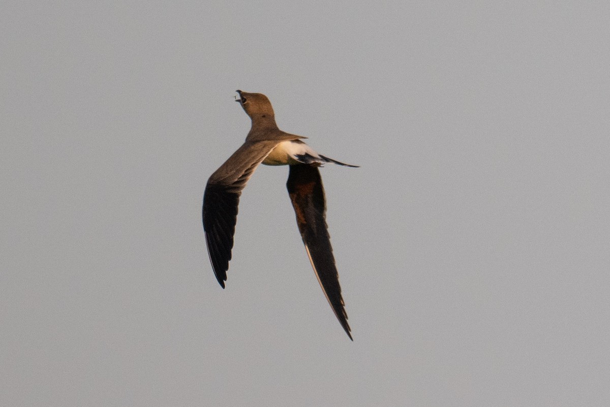Collared Pratincole - ML644459164