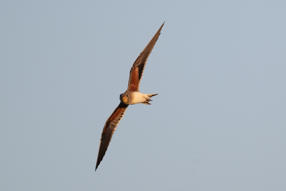 Collared Pratincole - ML644459165