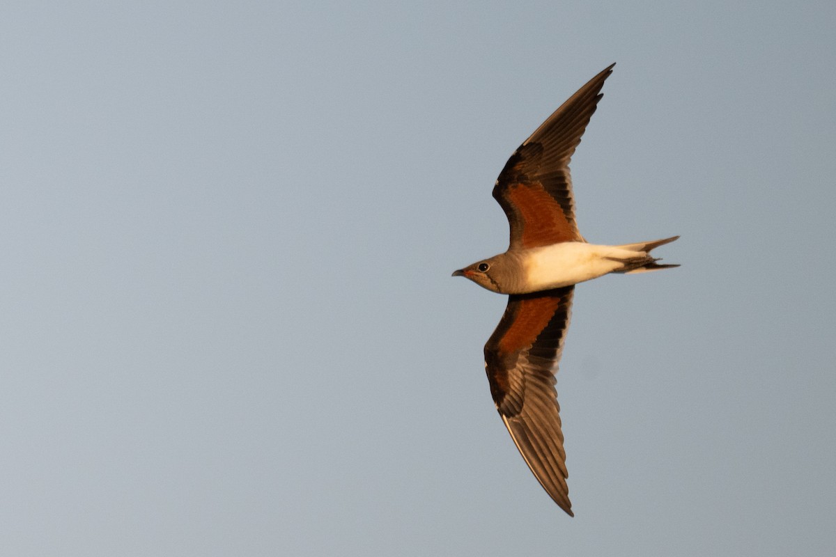 Collared Pratincole - ML644459166