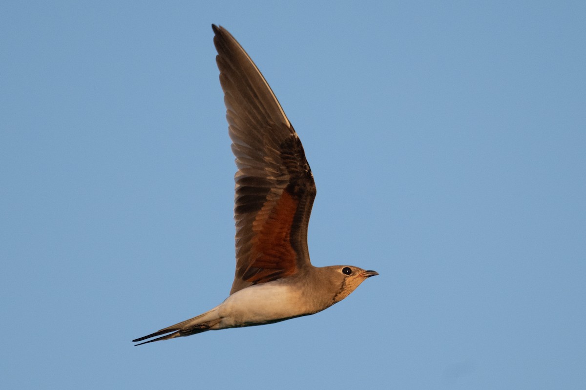 Collared Pratincole - ML644459167