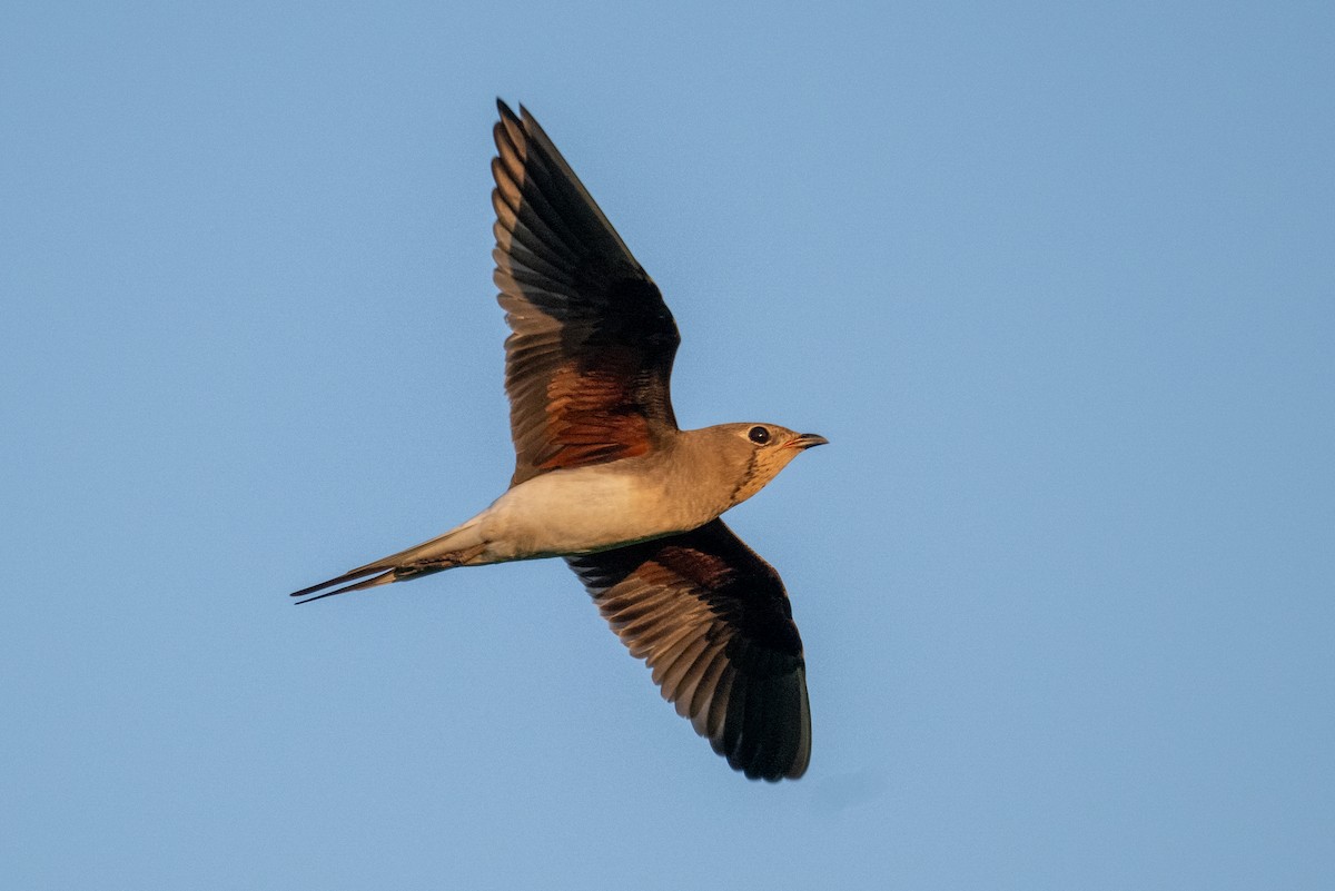 Collared Pratincole - ML644459168