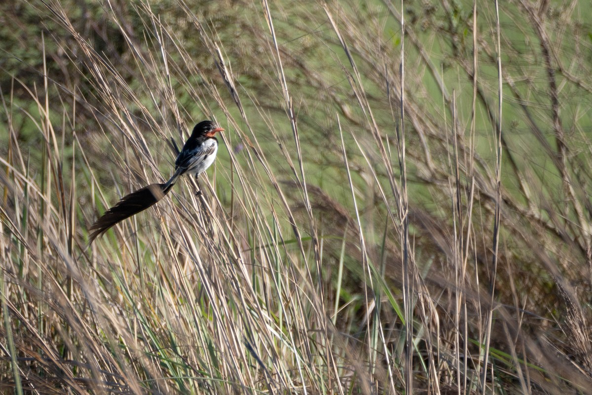 Strange-tailed Tyrant - ML644459180