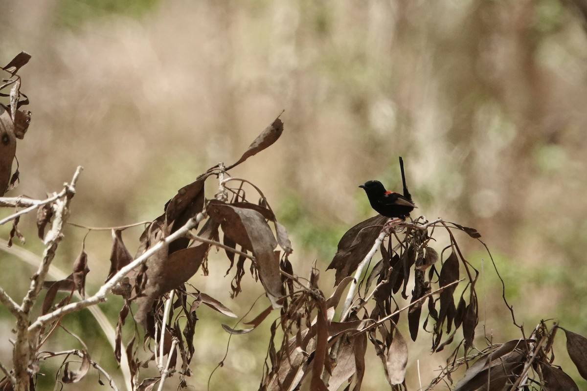 Rotrücken-Staffelschwanz - ML644459193