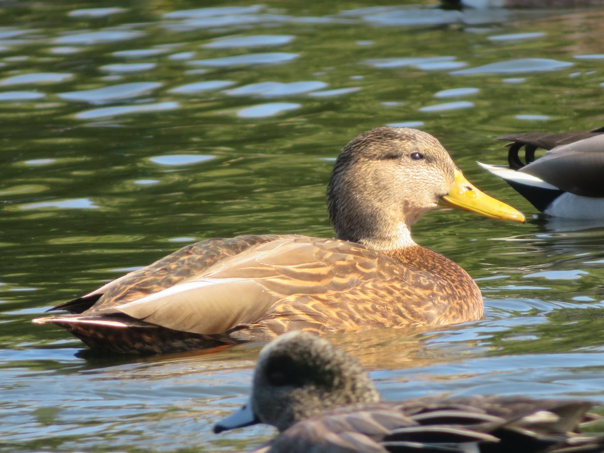 Mexican Duck - ML644459197