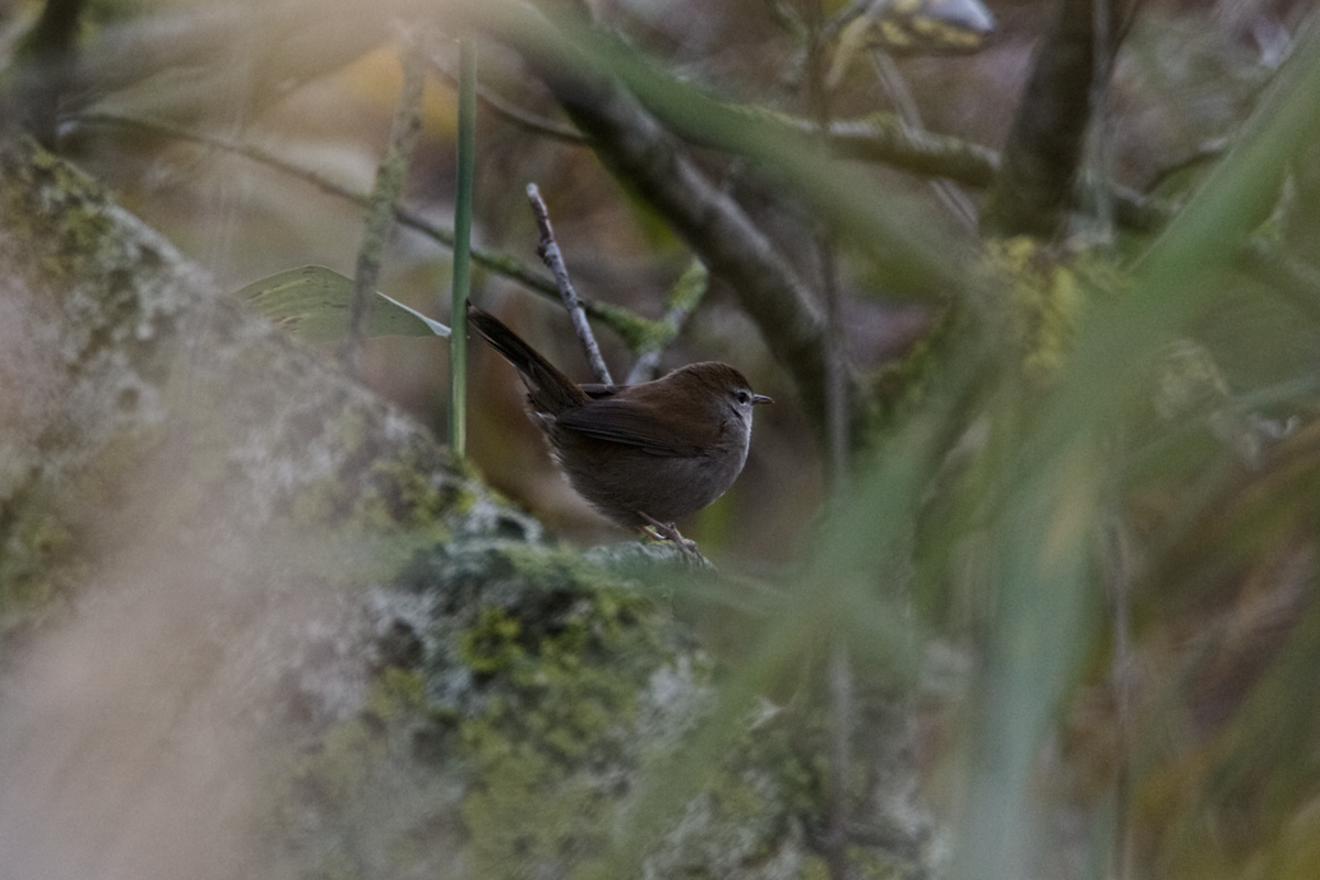 Seidensänger - ML644459201