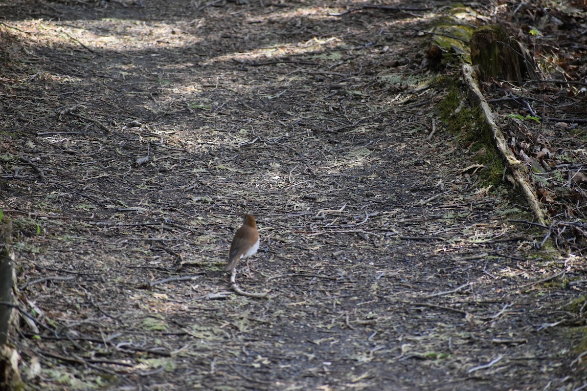 Дрізд-короткодзьоб бурий - ML644459208