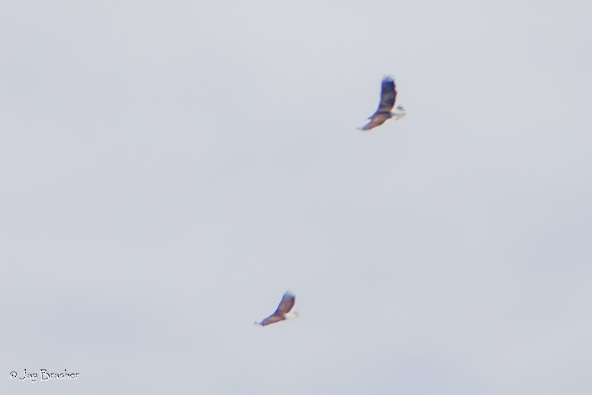 עיטם לבן-ראש - ML644459212