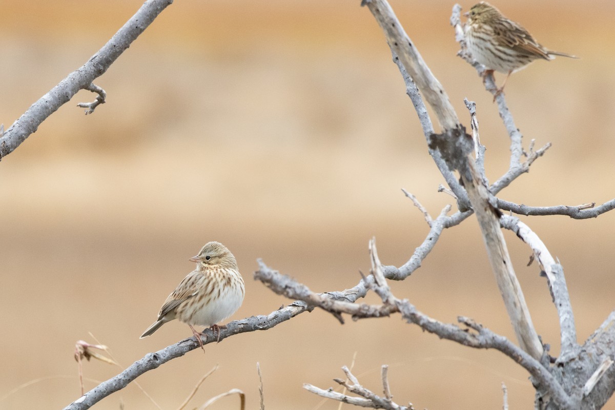 Chingolo Sabanero (princeps) - ML644459224