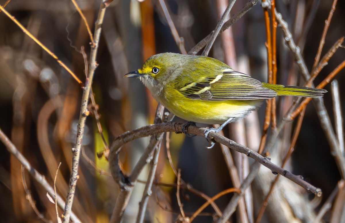Белоглазый виреон - ML644459245