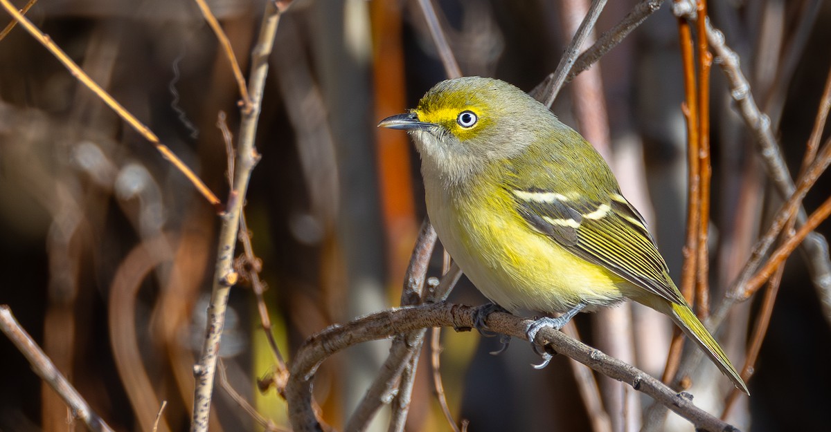 Белоглазый виреон - ML644459246