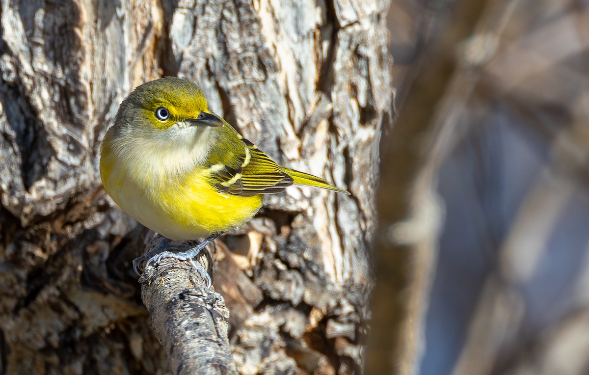 Белоглазый виреон - ML644459247