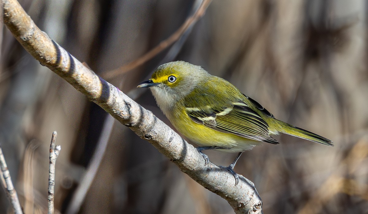 Белоглазый виреон - ML644459248