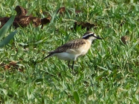 Chorlitejo Pecuario - ML644459249