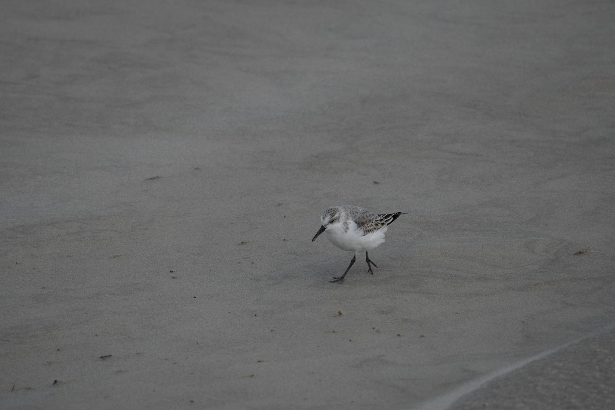 Гурвалж элсэг - ML644459250