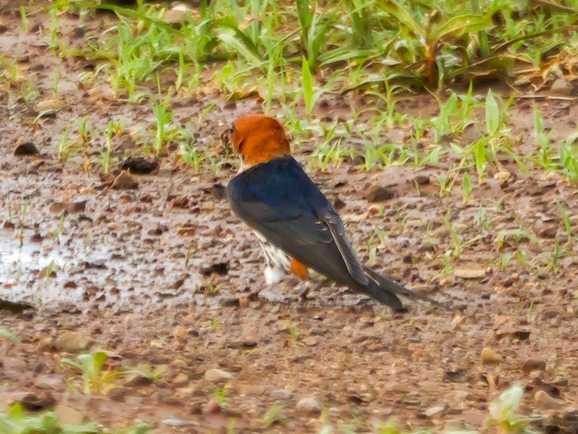 Lesser Striped Swallow - ML644459254