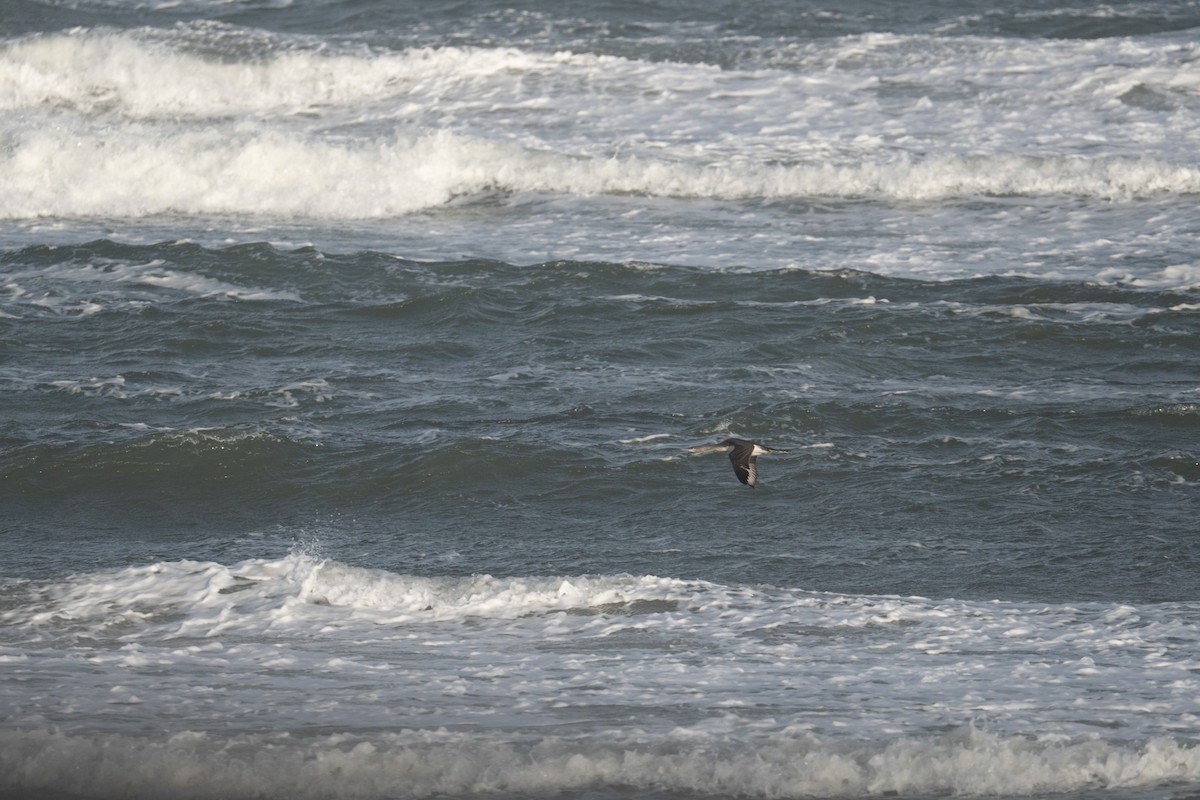 צוללן אדום-גרון - ML644459255