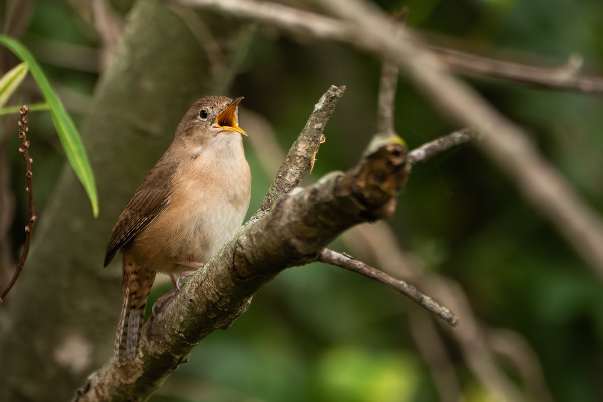 Southern House Wren - ML644459271