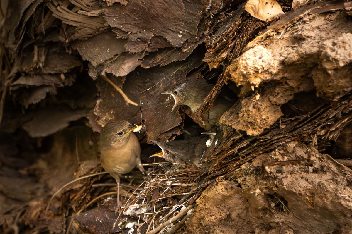 Southern House Wren - ML644459272