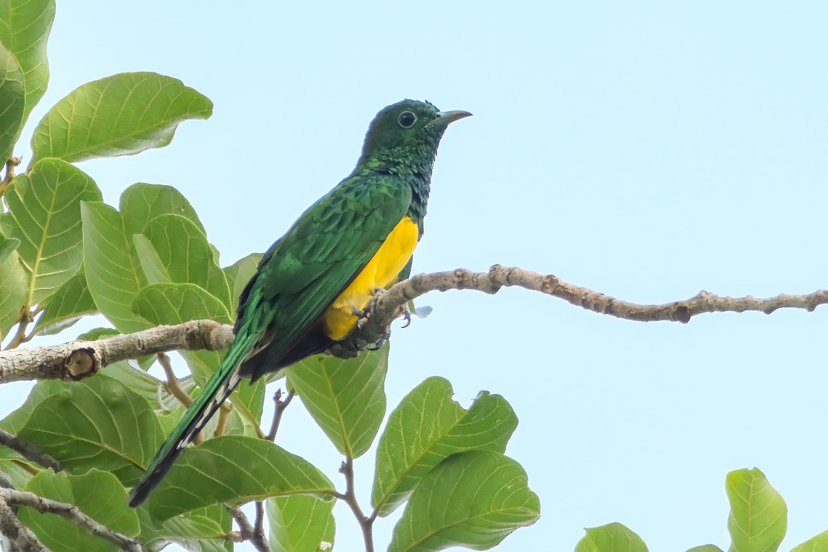 African Emerald Cuckoo - ML644459275