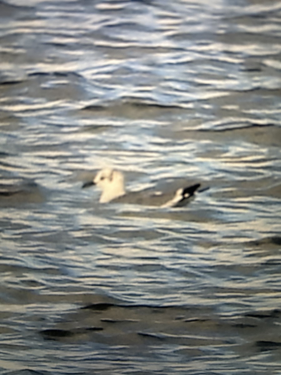 שחף צוחק - ML644459277