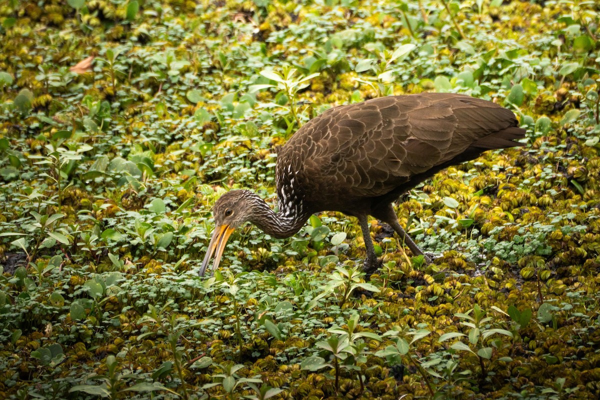 Limpkin - ML644459282