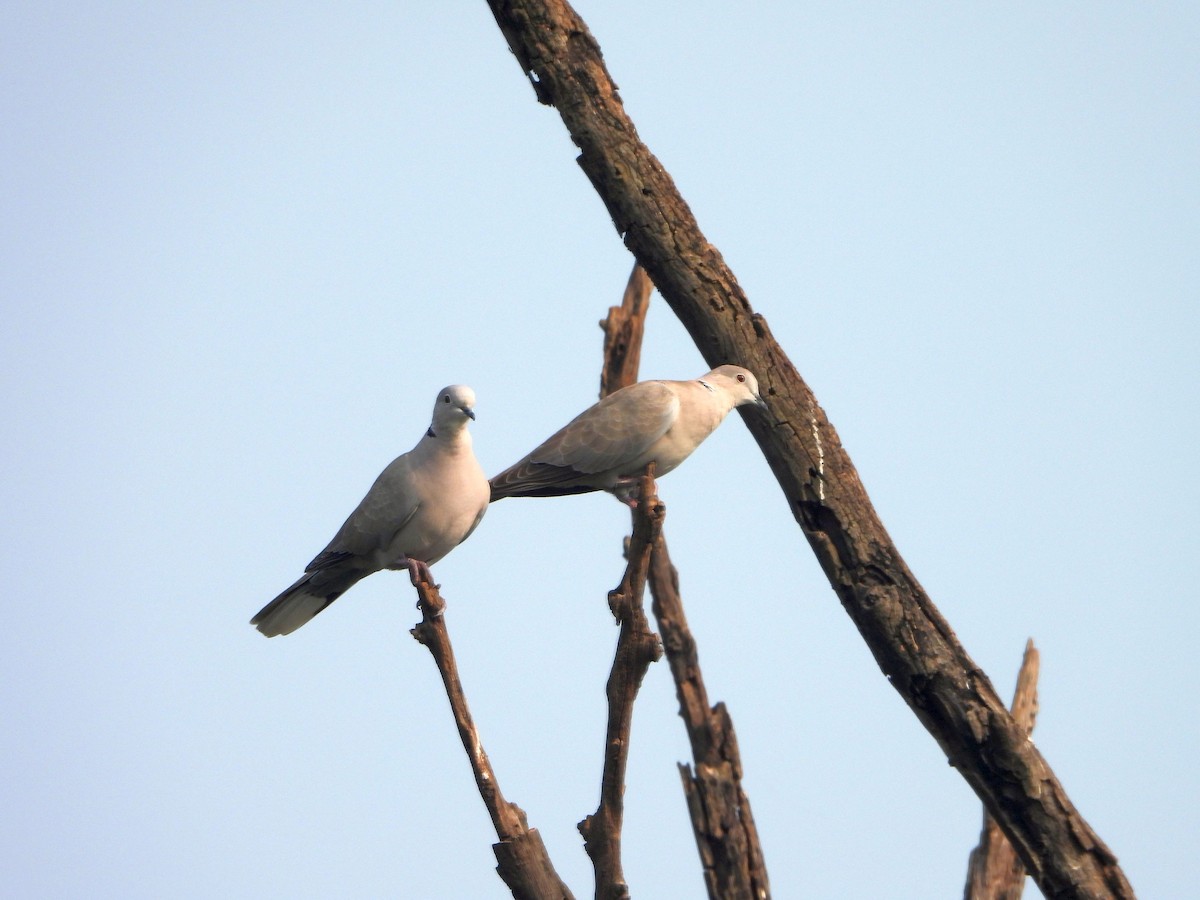 hrdlička zahradní - ML644459284