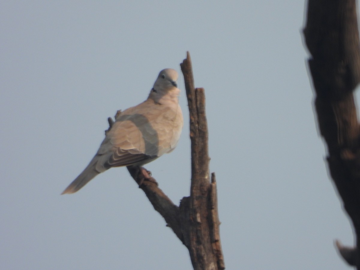 hrdlička zahradní - ML644459285