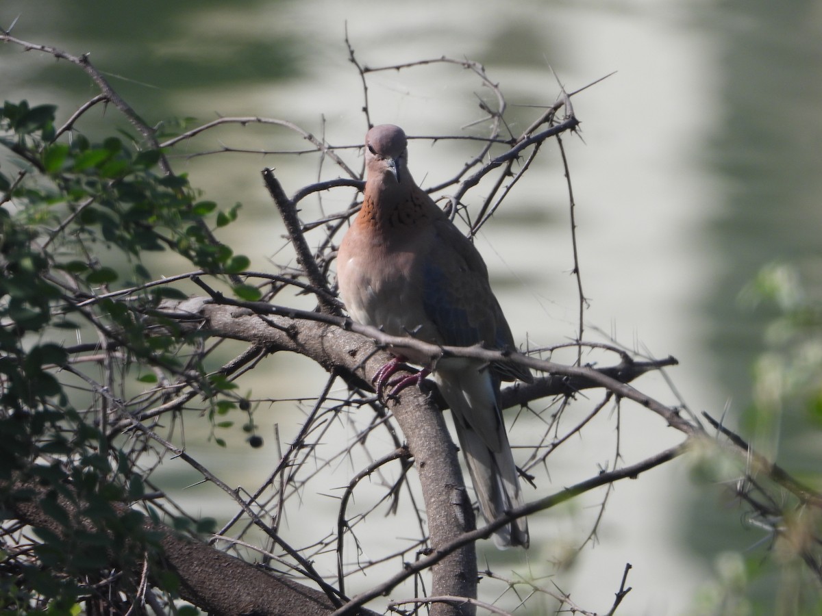 Малая горлица - ML644459286