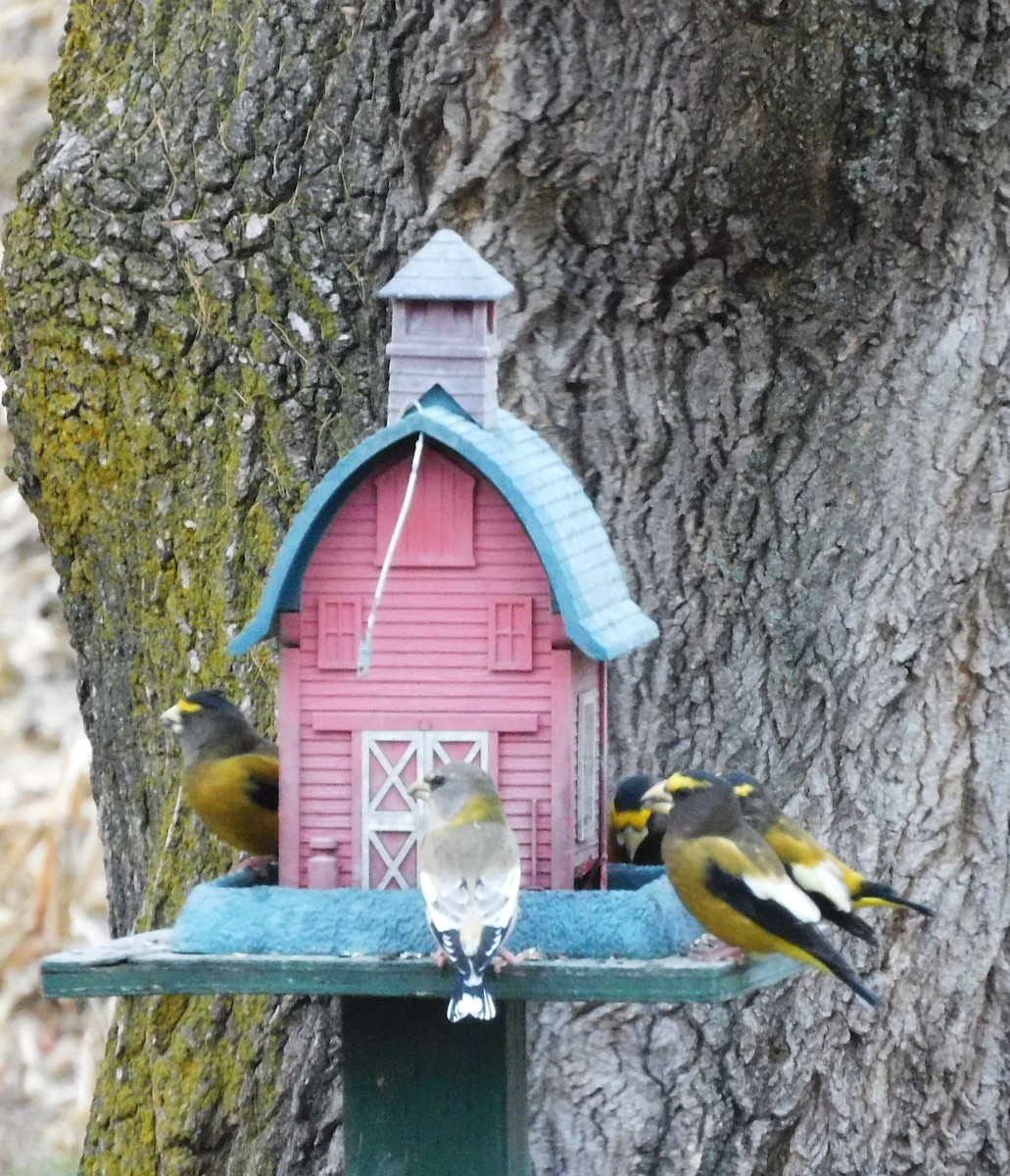 Evening Grosbeak - ML644459288